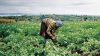 Mobile phone services to support farmers