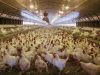 Why Poultry Farmers Are Reluctant Over Insurance Policy