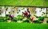 FG unveils agric policy, gets $55m US support
